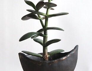 Makrama doniczka: stylowy dodatek do wnętrz pełen naturalnego uroku